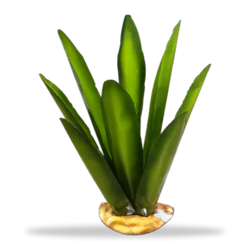 Agaves de laton