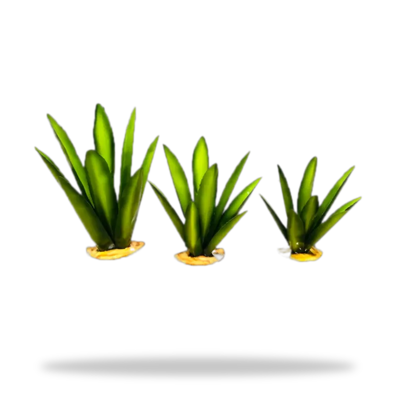 Agaves de laton vista 2